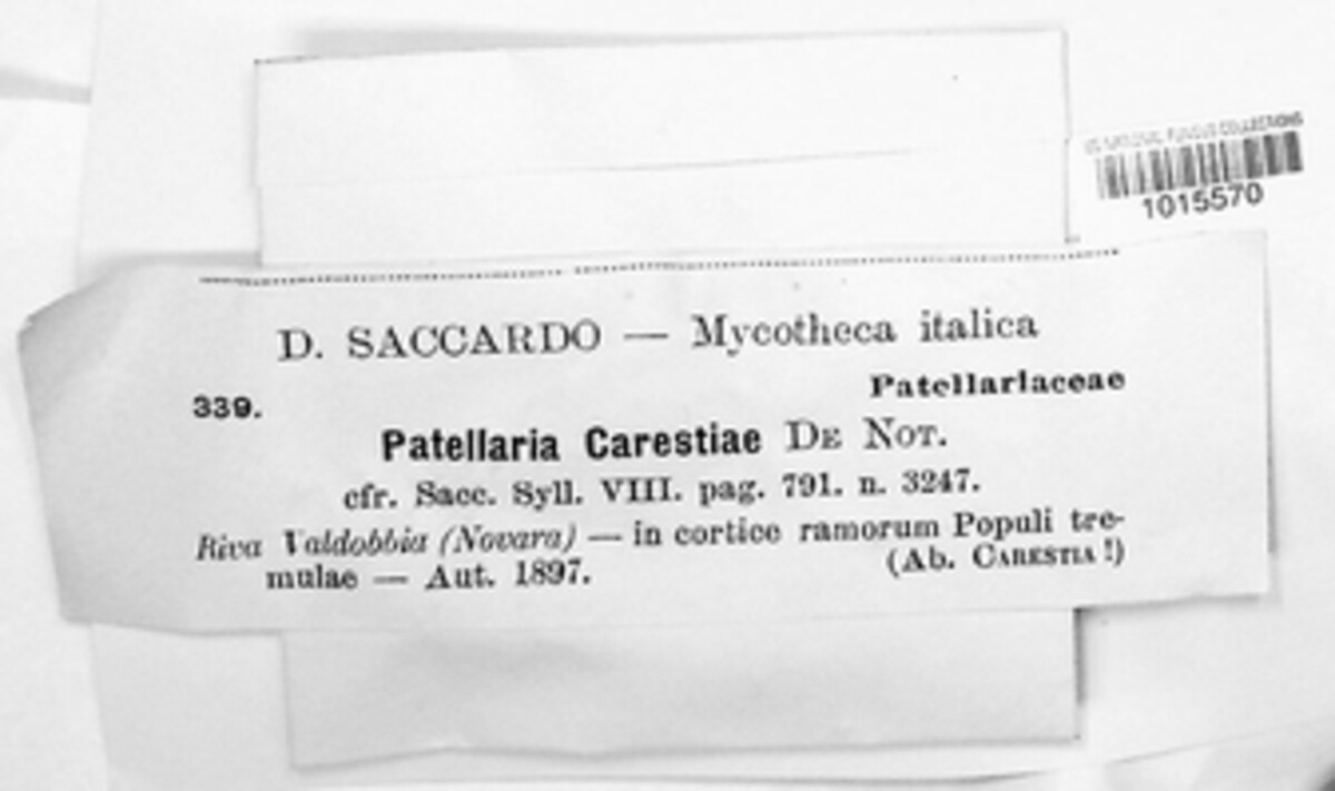 Durella carestiae image